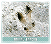 animaltracks03
