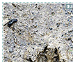 animaltracks04