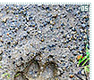 animaltracks05