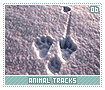 animaltracks06