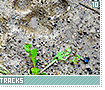 animaltracks10