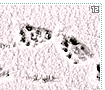 animaltracks12