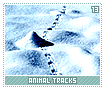 animaltracks13