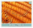animaltracks19