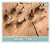 animaltracks20