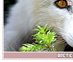 arcticfoxes16