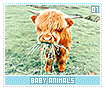 babyanimals01