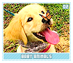 babyanimals02