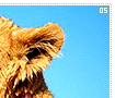 babyanimals05