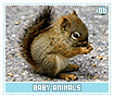 babyanimals06