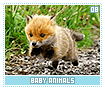 babyanimals08