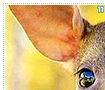 babyanimals11