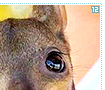babyanimals12