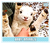 babyanimals20