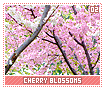 cherryblossoms02