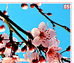 cherryblossoms05