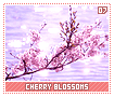 cherryblossoms07