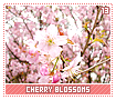 cherryblossoms13