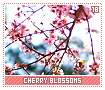 cherryblossoms18