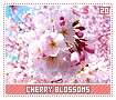 cherryblossoms20