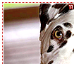 dalmatians11