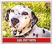 dalmatians13