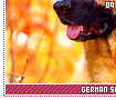 germanshepherds09