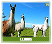 llamas14