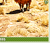 llamas17