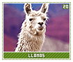 llamas20