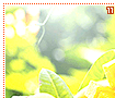 mangoes11