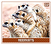 meerkats02
