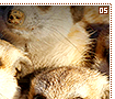 meerkats05