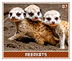meerkats07