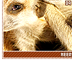 meerkats09