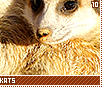 meerkats10