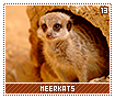 meerkats13