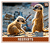 meerkats19