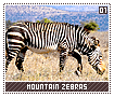 mountainzebras01