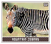 mountainzebras02