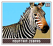 mountainzebras03