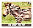mountainzebras07