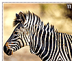 mountainzebras11