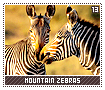 mountainzebras13
