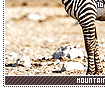 mountainzebras16