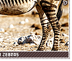 mountainzebras17