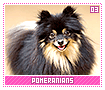 pomeranians03
