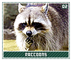 raccoons02