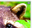 raccoons05