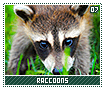 raccoons07